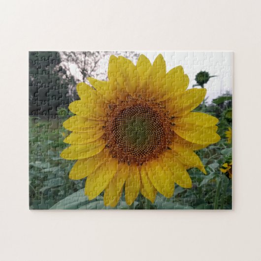 252 Piece Puzzle Featuring a Bold Sunflower Photo (Horizontal)