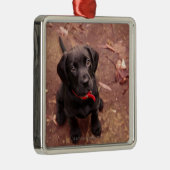 25 Wochen-alter schwarzer Labrador Silbernes Ornament (Rechts)