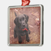 25 Wochen-alter schwarzer Labrador Silbernes Ornament (Links)