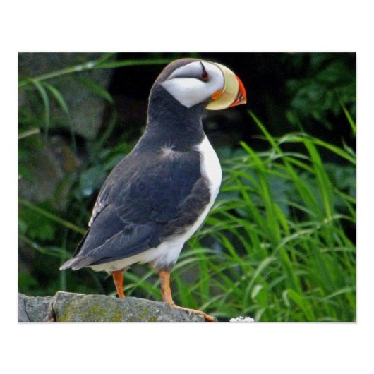 25x20 Glossy Poster mit Puffin (Vorderseite)