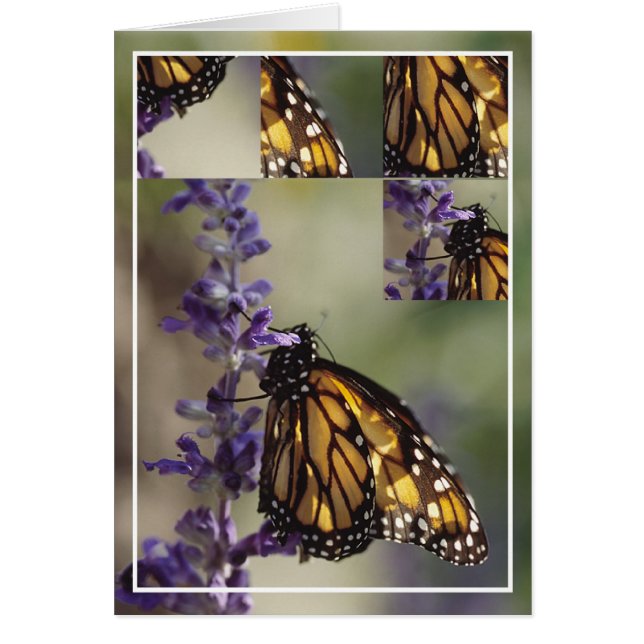 2812 Schmetterlingsmontage (Vorne)