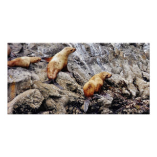 28x14 Glossy Poster der Seelöwen