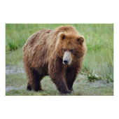 28x18,67 Glossy Poster des Grizzlybären (Vorderseite)