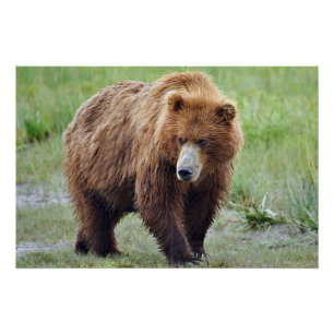 28x18,67 Glossy Poster des Grizzlybären