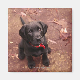 29 Wochen-alter schwarzer Labrador Magnet