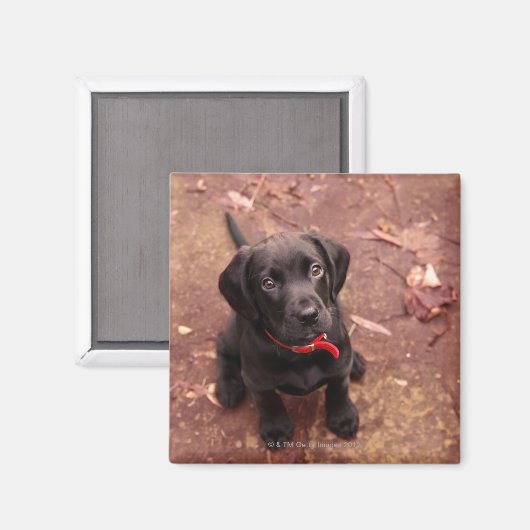 29 Wochen altes schwarzes Labor Magnet (Vorderseite/Rückseite)