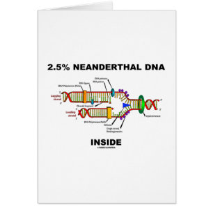 2,5% Innere des Neanderthal-DNS (DNS-Reproduktion)