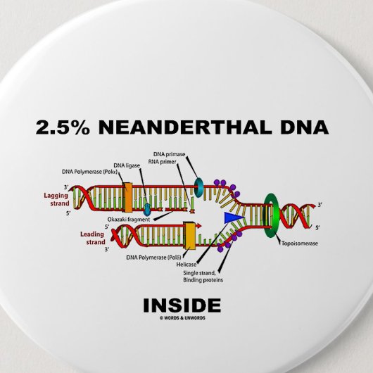 2,5 % Neandertaler DNA-Inside (DNA-Replikation) Button