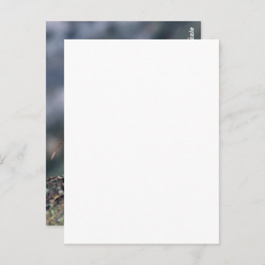 2 Ameisen Postkarte (Vorne/Hinten)