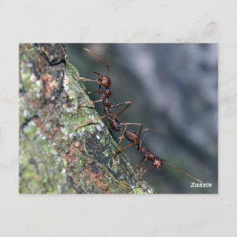 2 Ameisen Postkarte