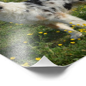 2 Australischer Hirte Fotodruck (Ecke)