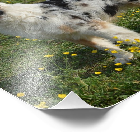 2 Australischer Hirte Fotodruck (Ecke)