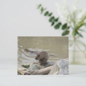 2 Biber Postkarte (Stehend Vorderseite)