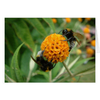 2 Biene oder nicht 2 Biene