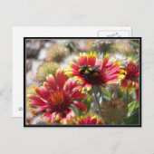 2 Bienen auf Blume im Vorgarten. Postkarte (Vorne/Hinten)