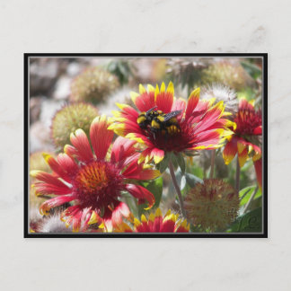 2 Bienen auf Blume im Vorgarten. Postkarte