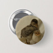 2 Blaue/graue Küken Button (Vorne & Hinten)