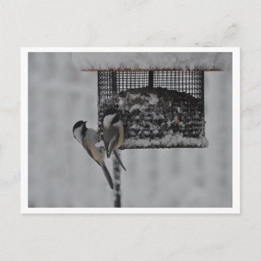2 Chickadees Postkarte (Vorderseite)