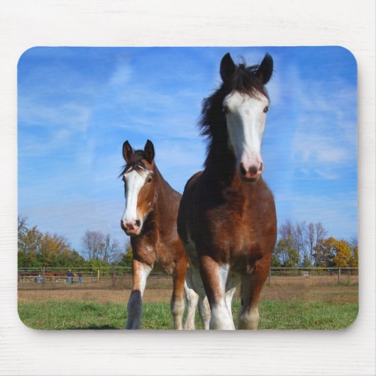 2 Clydesdales mousepad (Vorne)