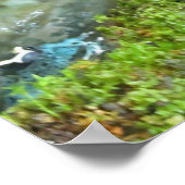 2 Dart Frogs Poster (Ecke)