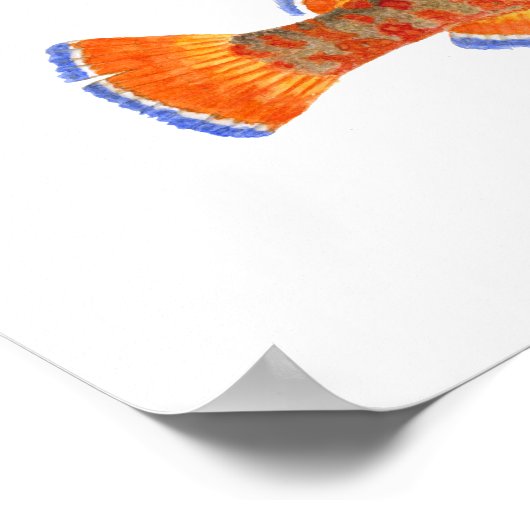 2 Darter Poster (Ecke)