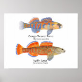 2 Darter Poster (Vorne)