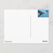 2 Delphine auf dieser Postkarte (Rückseite)