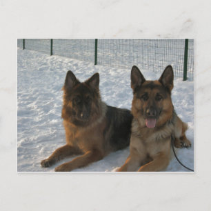 2 Deutsche Hirten.png Postkarte