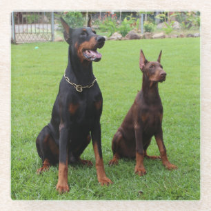 2 Dobermann Glasuntersetzer