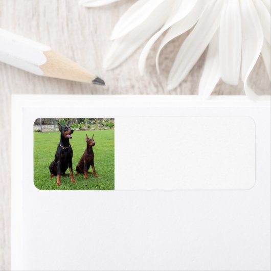 2 Dobermann.png (Insitu)