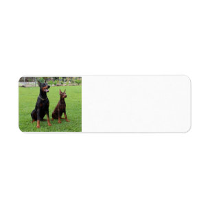2 dobies.png