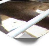 2 Donkeys in Jackalope Santa Fe NM Poster (Ecke)