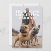 2 Foto Einfache lustige Hundehochzeit Save The Date (Vorderseite)