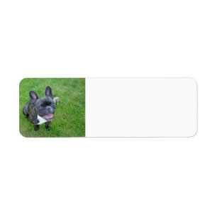 2 franz. Stierhund