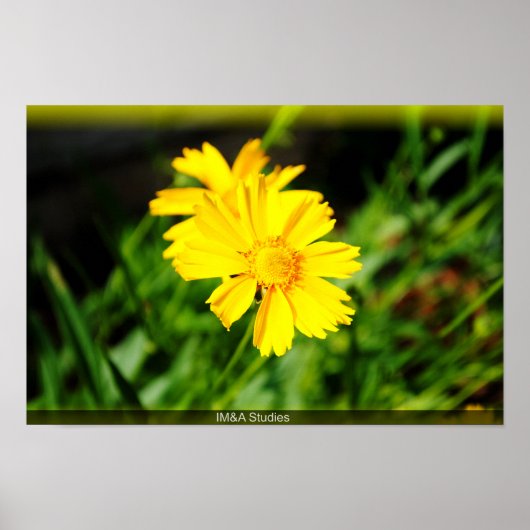 2 Gelbe Blumen Poster (Vorne)