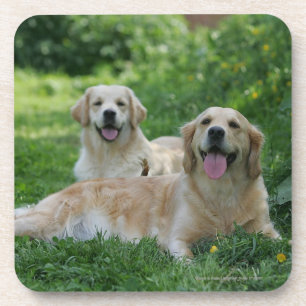 2 goldene Retriever, die in Gras legen Getränkeuntersetzer