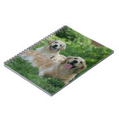 2 goldene Retriever, die in Gras legen Notizblock (Linke Seite)