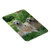 2 Goldene Retrievers im Gras Magnet (Rechte Seite)