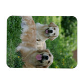 2 Goldene Retrievers im Gras Magnet (Horizontal)