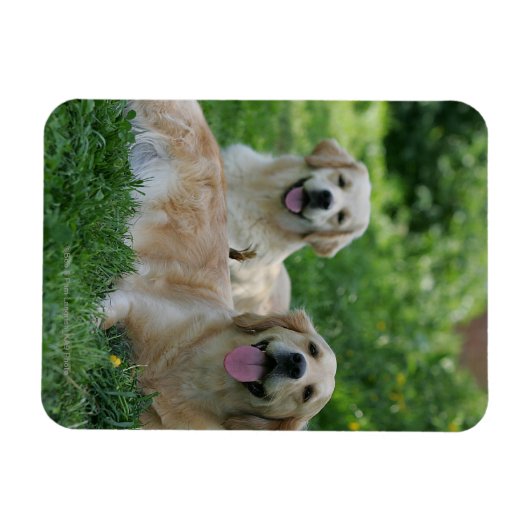 2 Goldene Retrievers im Gras Magnet (Horizontal)