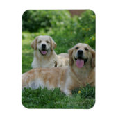 2 Goldene Retrievers im Gras Magnet (Vertikal)