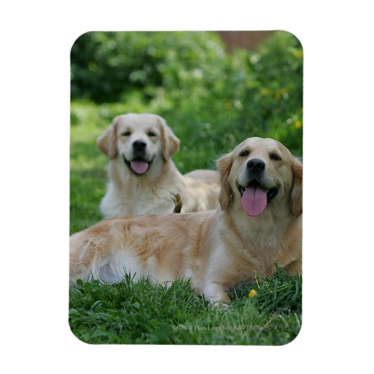 2 Goldene Retrievers im Gras Magnet (Vertikal)