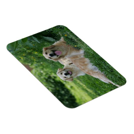 2 Goldene Retrievers im Gras Magnet (Rechte Seite)