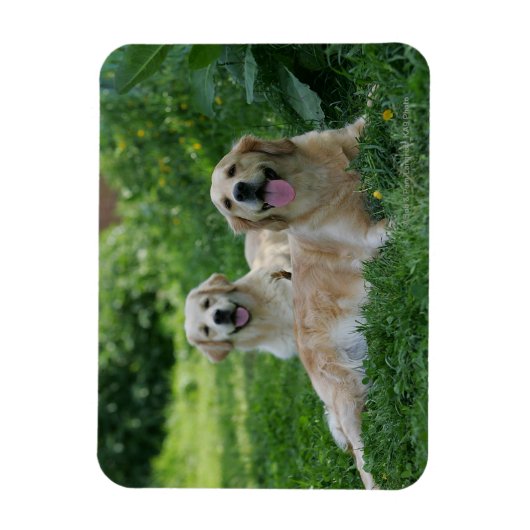 2 Goldene Retrievers im Gras Magnet (Vertikal)
