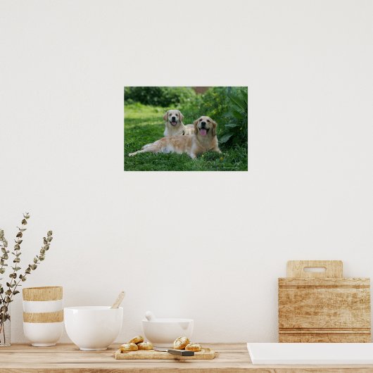 2 Goldene Retrievers im Gras Poster (Küche)