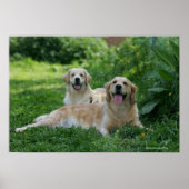 2 Goldene Retrievers im Gras Poster (Vorne)