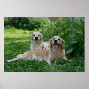 2 Goldene Retrievers im Gras Poster
