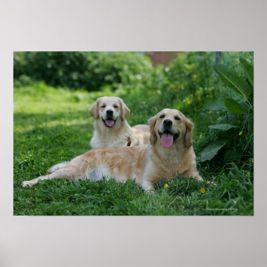2 Goldene Retrievers im Gras Poster (Vorne)
