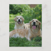 2 Goldene Retrievers im Gras Postkarte (Vorderseite)