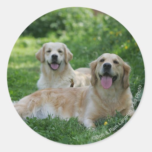 2 Goldene Retrievers im Gras Runder Aufkleber (Vorderseite)